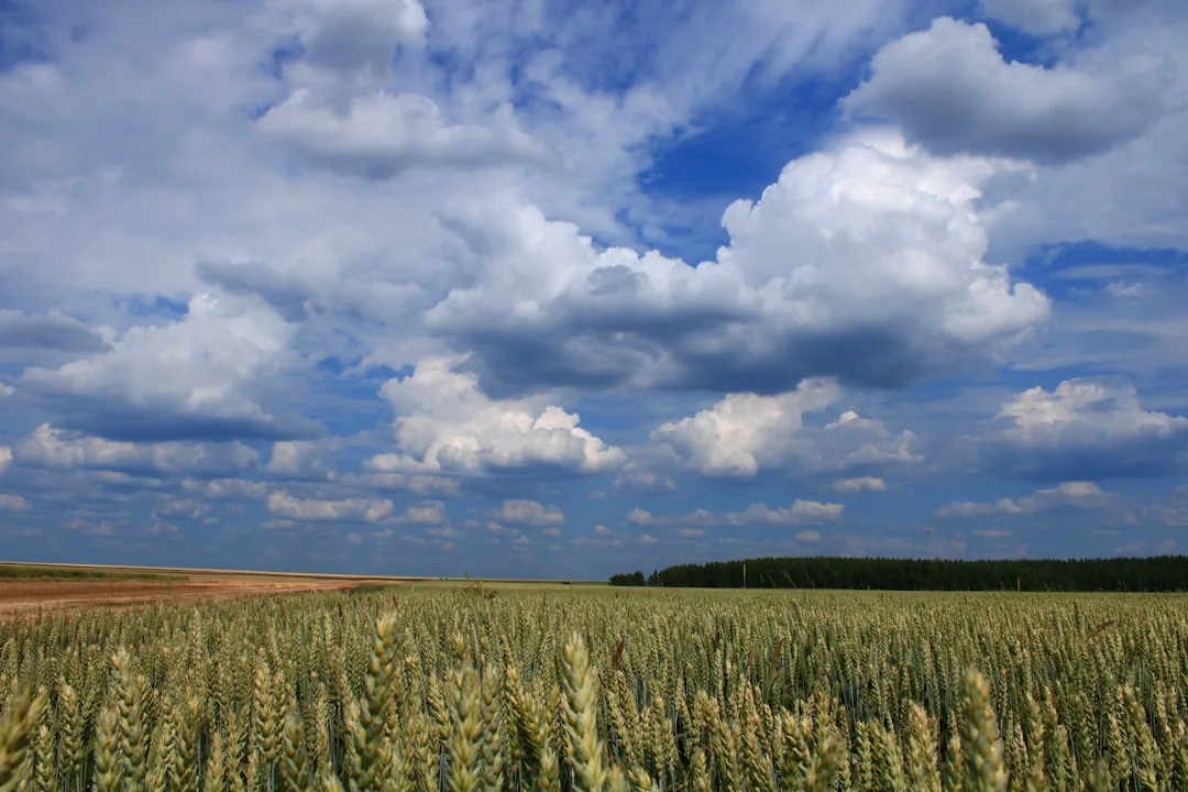 organic farming field